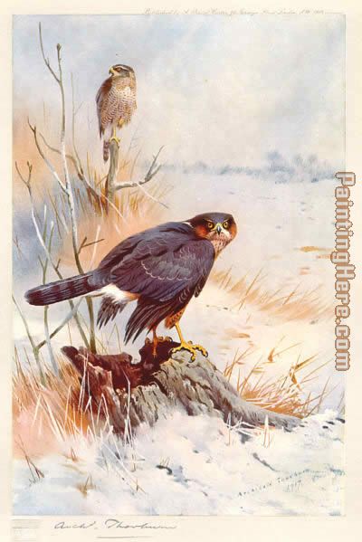 Sparrowhawk painting - Archibald Thorburn Sparrowhawk art painting